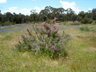 APII jpeg image of Kunzea parvifolia  © contact APII