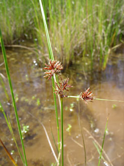 APII jpeg image of Cyperus gunnii subsp. gunnii  © contact APII