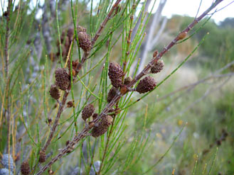 APII jpeg image of Allocasuarina diminuta  © contact APII