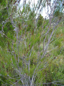 APII jpeg image of Allocasuarina diminuta  © contact APII