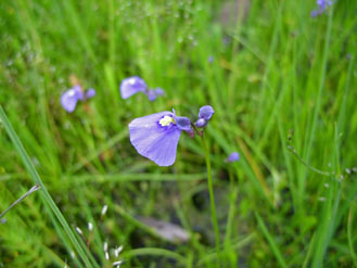 APII jpeg image of Utricularia dichotoma  © contact APII