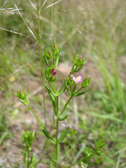 APII jpeg image of Centaurium tenuiflorum  © contact APII