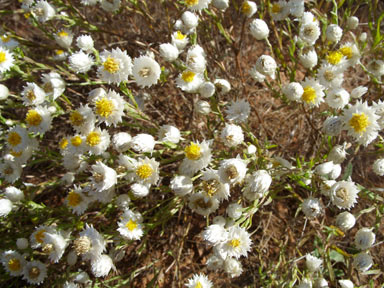 APII jpeg image of Rhodanthe floribunda  © contact APII