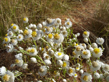 APII jpeg image of Rhodanthe floribunda  © contact APII