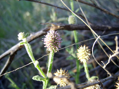 APII jpeg image of Pterocaulon sphacelatum  © contact APII