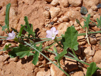 APII jpeg image of Convolvulus erubescens  © contact APII