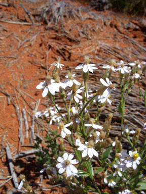 APII jpeg image of Schoenia cassiniana  © contact APII