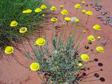 APII jpeg image of Leucochrysum stipitatum  © contact APII