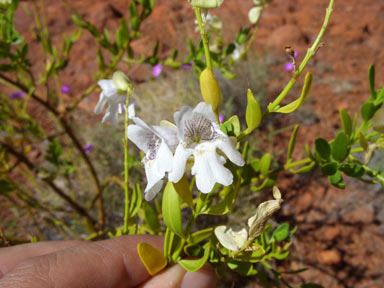 APII jpeg image of Prostanthera striatiflora  © contact APII