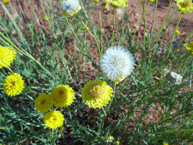 APII jpeg image of Leucochrysum stipitatum  © contact APII