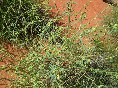 APII jpeg image of Euphorbia tannensis  © contact APII