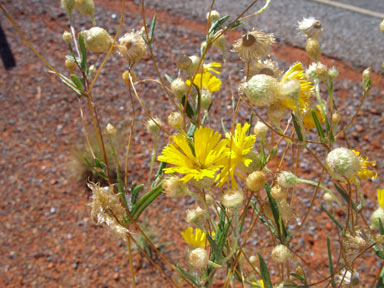 APII jpeg image of Podolepis aristata subsp. aristata  © contact APII