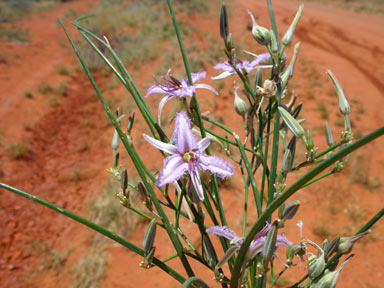 APII jpeg image of Thysanotus exiliflorus  © contact APII