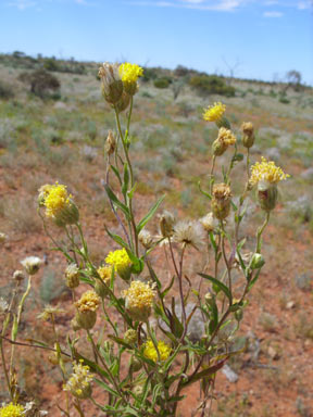 APII jpeg image of Schoenia ayersii  © contact APII