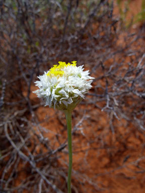 APII jpeg image of Polycalymma stuartii  © contact APII