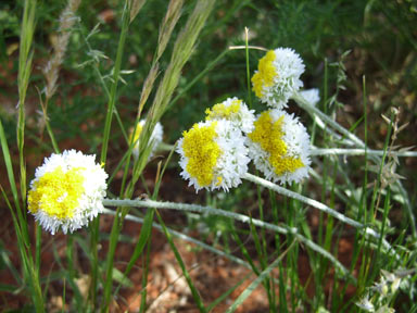 APII jpeg image of Polycalymma stuartii  © contact APII