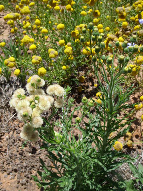 APII jpeg image of Erigeron bonariensis  © contact APII