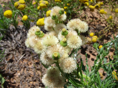 APII jpeg image of Erigeron bonariensis  © contact APII