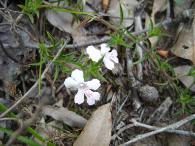 APII jpeg image of Hemiandra pungens  © contact APII