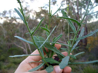 APII jpeg image of Senecio quadridentatus  © contact APII