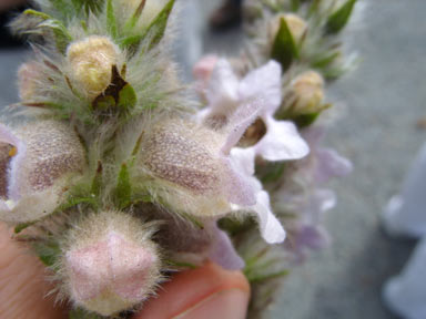 APII jpeg image of Hemiphora bartlingii  © contact APII