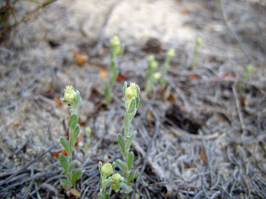 APII jpeg image of Pterochaeta paniculata  © contact APII