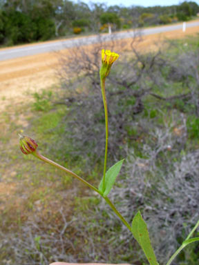 APII jpeg image of Hedypnois rhagadioloides  © contact APII