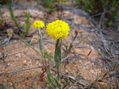 APII jpeg image of Podotheca gnaphalioides  © contact APII