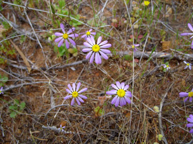 APII jpeg image of Brachyscome iberidifolia  © contact APII