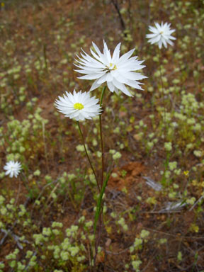 APII jpeg image of Rhodanthe chlorocephala subsp. splendida  © contact APII