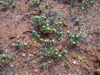 APII jpeg image of Pogonolepis stricta  © contact APII