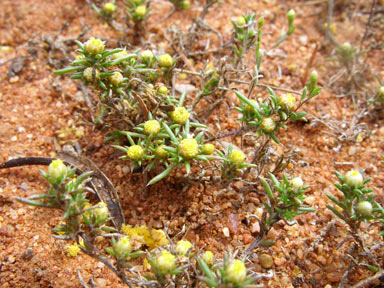 APII jpeg image of Pogonolepis stricta  © contact APII