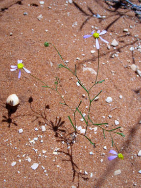 APII jpeg image of Brachyscome iberidifolia  © contact APII