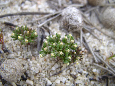 APII jpeg image of Hyalosperma demissum  © contact APII