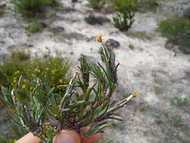 APII jpeg image of Podotheca angustifolia  © contact APII