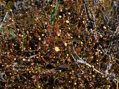 APII jpeg image of Cotula bipinnata  © contact APII