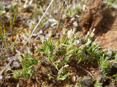 APII jpeg image of Rhodanthe pygmaea  © contact APII