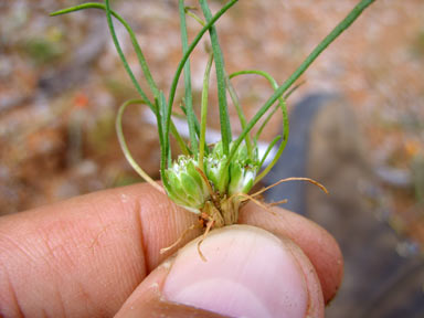 APII jpeg image of Isoetopsis graminifolia  © contact APII