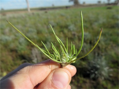 APII jpeg image of Myriocephalus rhizocephalus  © contact APII