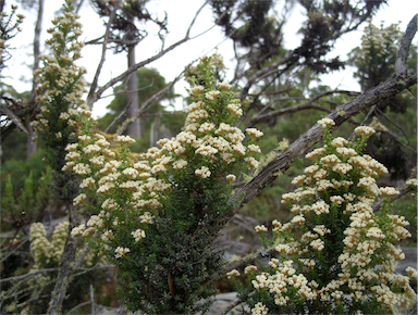 APII jpeg image of Ozothamnus ledifolius  © contact APII