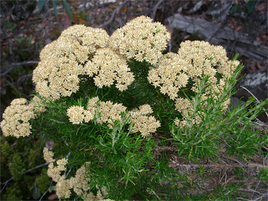 APII jpeg image of Cassinia aculeata subsp. aculeata  © contact APII