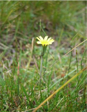 APII jpeg image of Microseris lanceolata  © contact APII