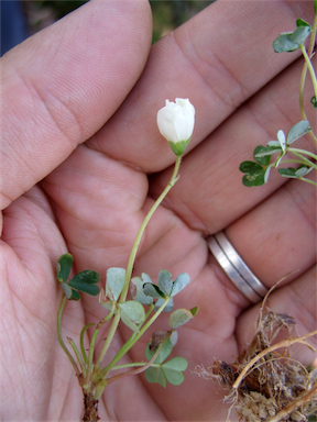 APII jpeg image of Oxalis magellanica  © contact APII