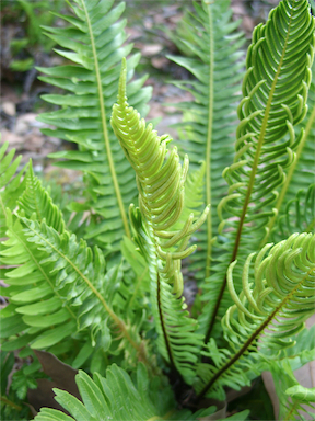 APII jpeg image of Blechnum nudum  © contact APII