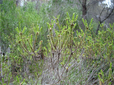 APII jpeg image of Ozothamnus lycopodioides  © contact APII