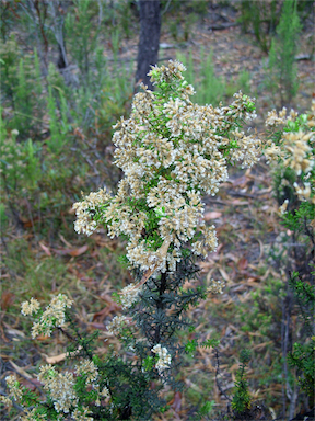 APII jpeg image of Ozothamnus purpurascens  © contact APII