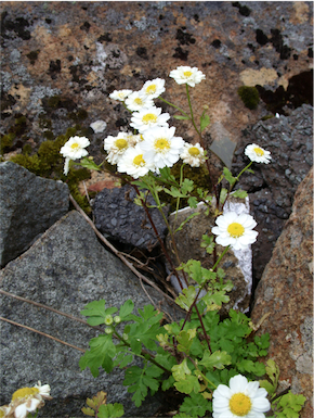 APII jpeg image of Tanacetum parthenium  © contact APII