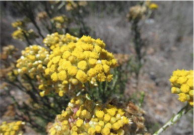 APII jpeg image of Ozothamnus diotophyllus  © contact APII