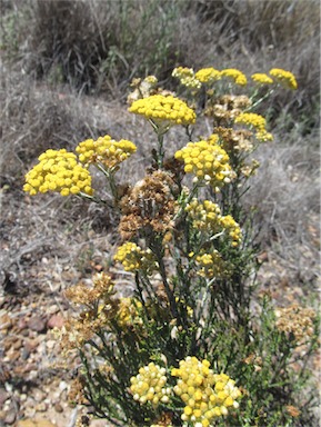 APII jpeg image of Ozothamnus diotophyllus  © contact APII