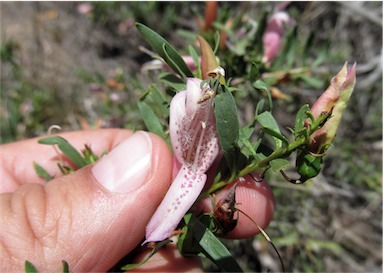 APII jpeg image of Eremophila maculata subsp. maculata  © contact APII